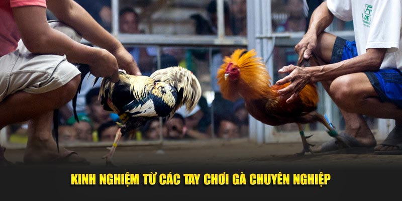 Kinh nghiệm từ các tay chơi gà chuyên nghiệp