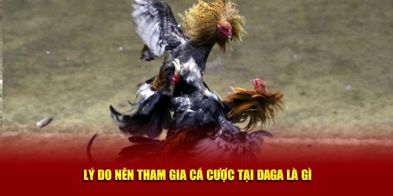  Lý do nên tham gia cá cược tại Daga là gì