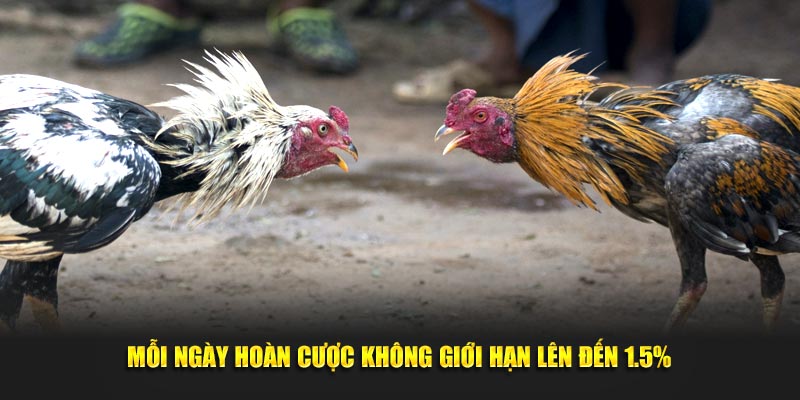 Mỗi ngày hoàn cược không giới hạn lên đến 1.5%