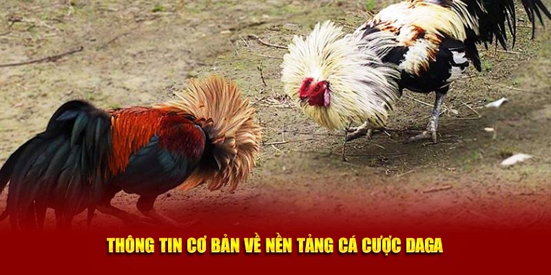 Giới thiệu thông tin cơ bản về nền tảng cá cược Daga