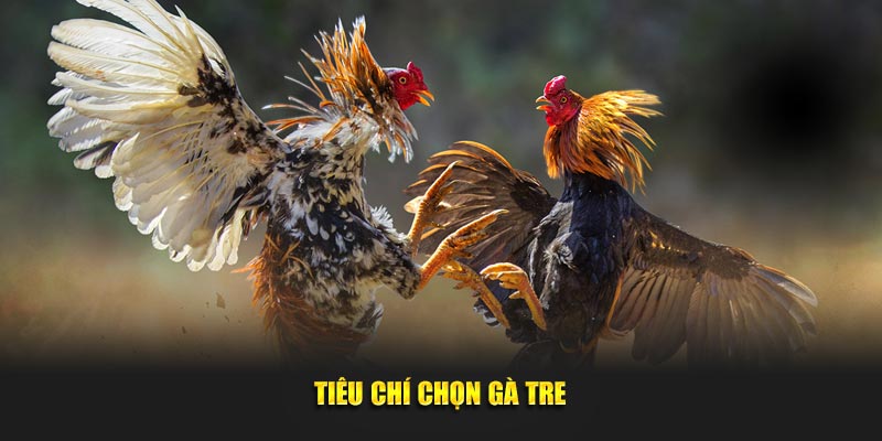 Tiêu chí chọn gà tre