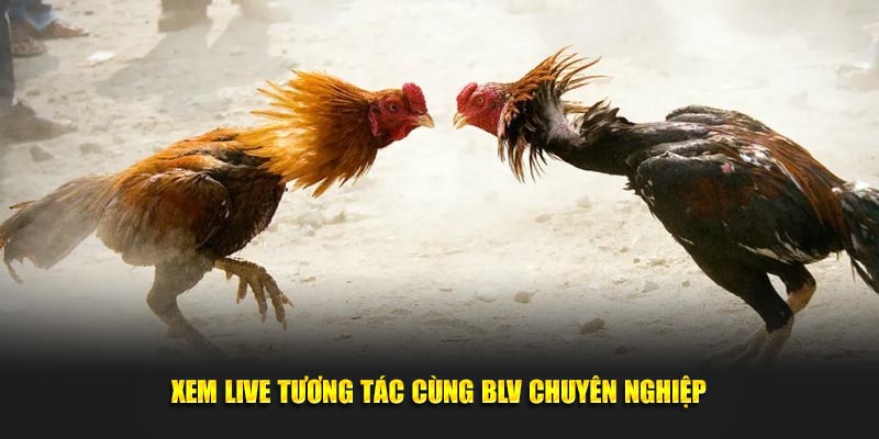 Xem live tương tác cùng BLV chuyên nghiệp