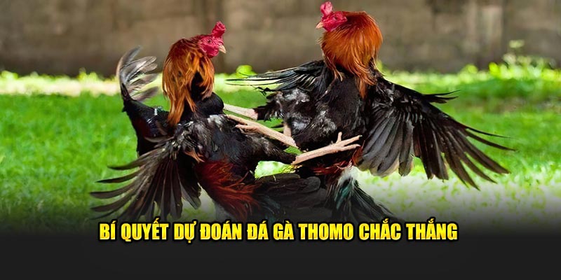 Bí quyết dự đoán đá gà Thomo chắc thắng