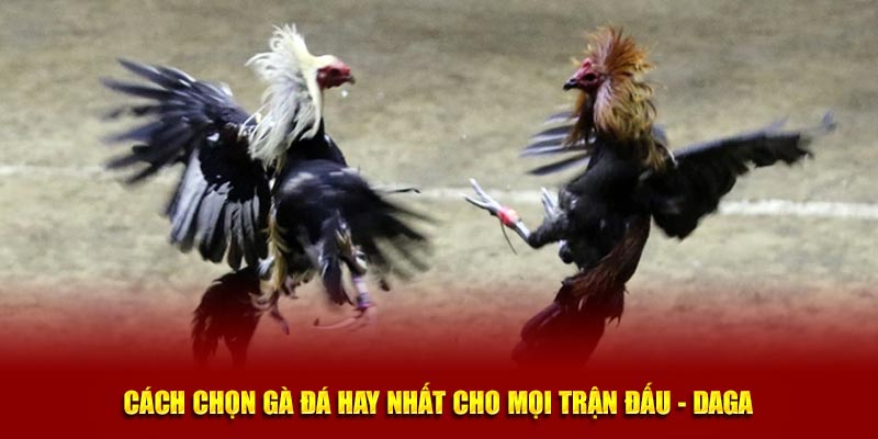 Cách Chọn Gà Đá Hay Nhất Cho Mọi Trận Đấu - Daga