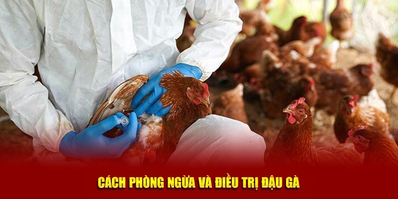 Cách phòng ngừa và điều trị đậu gà