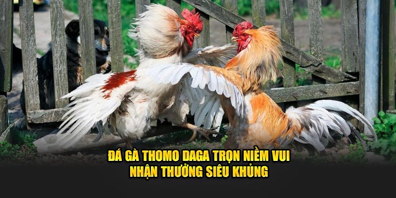 Đá Gà Thomo DAGA Trọn Niềm Vui Nhận Thưởng Siêu Khủng