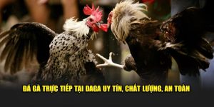 Đá Gà Trực Tiếp Tại DAGA Uy Tín, Chất Lượng, An Toàn