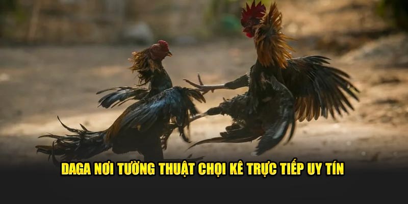 DAGA nơi tường thuật chọi kê trực tiếp uy tín