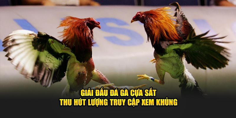 Giải đấu đá gà cựa sắt thu hút lượng truy cập xem khủng 