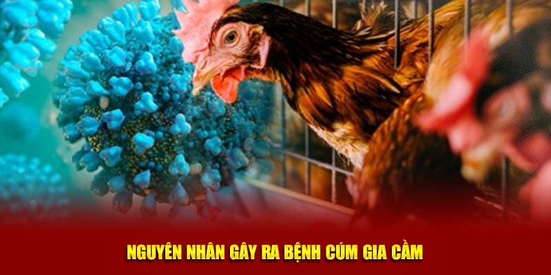 Tổng hợp nguyên nhân của bệnh cúm gia cầm 