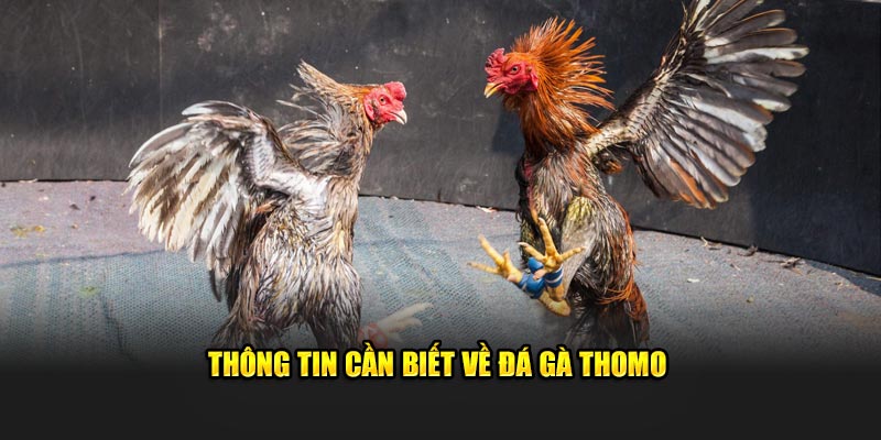 Tham khảo ý nghĩa đá gà Thomo