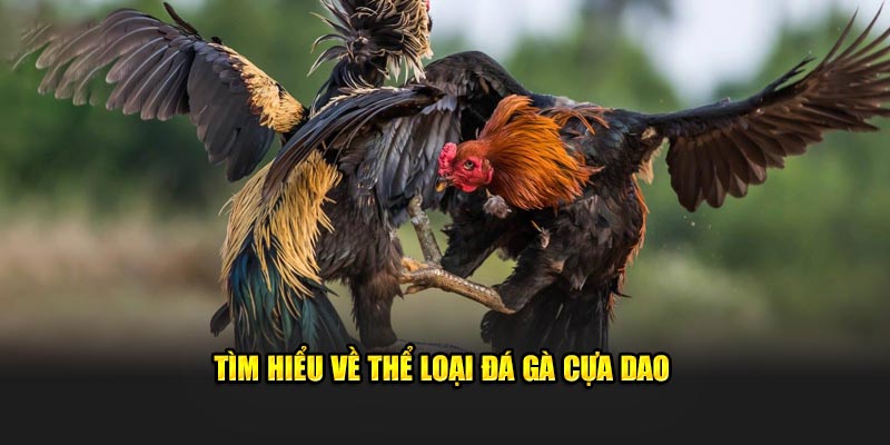 Thông tin chung về thể loại đá gà cựa dao