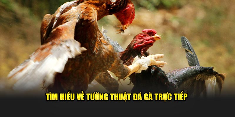 Tìm hiểu về tường thuật đá gà trực tiếp