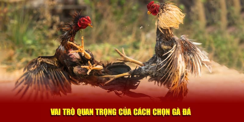 Vai trò quan trọng của cách chọn gà đá 