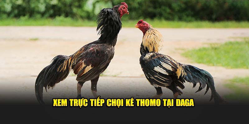 Xem trực tiếp chọi kê Thomo tại DAGA